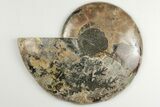Cut & Polished Ammonite Fossil - Deep Crystal Pockets #200149-3
